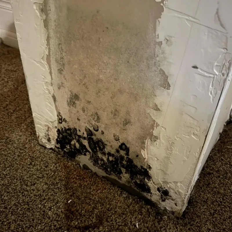 Professional Mold Removal in Hartsville, TN